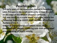 1965 a11 Greenhorn Pearblossom flower