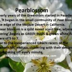 1966 a11 Greenhorn Pearblossom flower