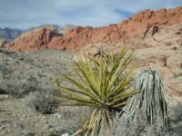 1961 a3b Red Rock Canyon, Mojave Desert, Ca.